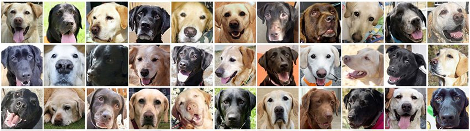 HappyLabsが保護した犬たち
