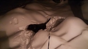 BJ雪に屈す