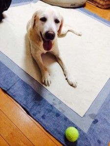 六三四に家族ができました(^-^)