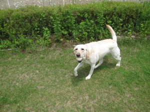 クリスは元気です～里親様から嬉しいお便り