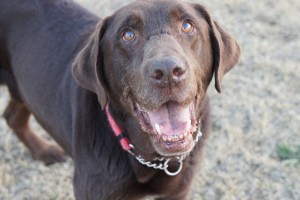 卒業犬バディからのお便り
