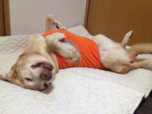 最近のロシくん。