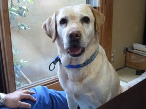 卒業犬メルちゃんからのお便り