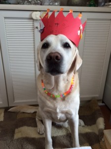 卒業犬の六三四(ムサシ)君の幸せ便り。