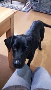 ディディが我が家にやってきた