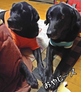 イベントちらほら…＠八雲