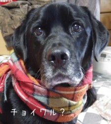 チョイワル？