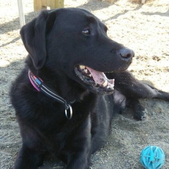 卒業犬トランプからのお便り