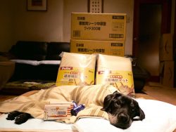 リッキーご支援のお礼と保護犬欲しいものリストについて