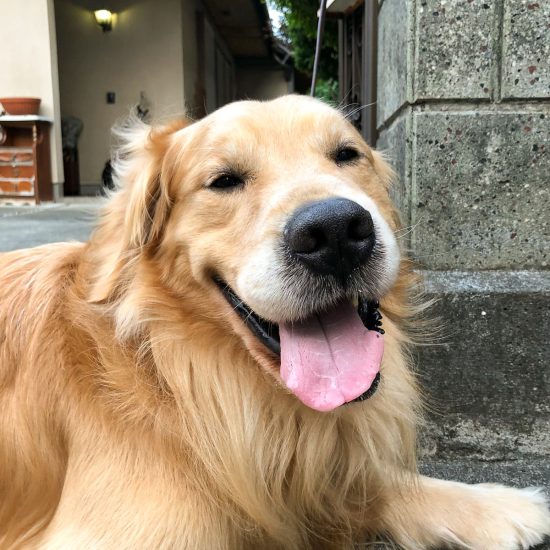 金時(きんとき)