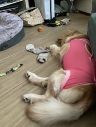 ルアナの里親募集を開始します。