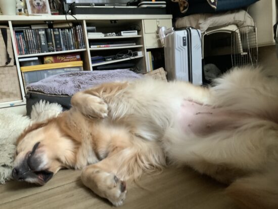 ルアナの里親募集を開始します。