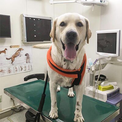 若い犬