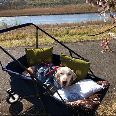 シニア犬