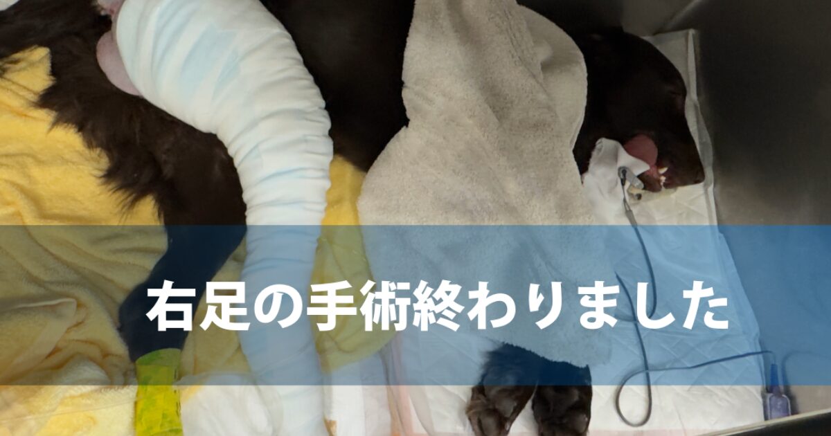 【Lio Run Project】リオ手術終わりました