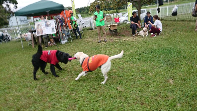 犬たちとのふれあい