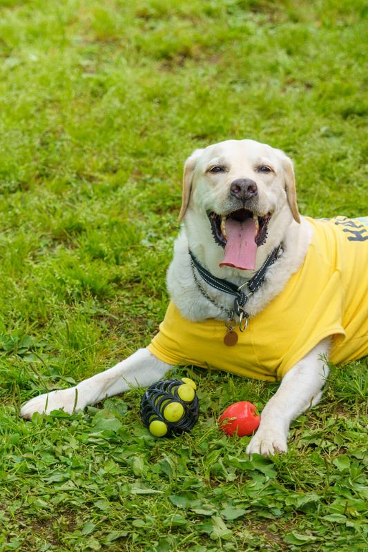 保護犬ポートレート