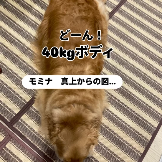 モミナゴールデン3歳を保護しました。