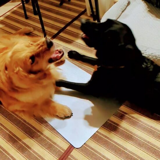 モミナゴールデン3歳を保護しました。