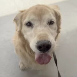 ナナ