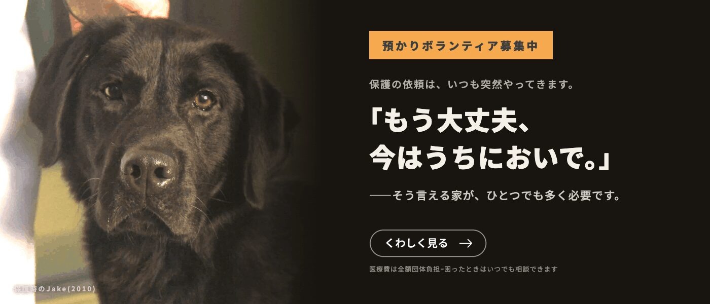 預かりボランティア募集中。保護の依頼は、いつも突然やってきます。「もう大丈夫、今はうちにおいで。」——そう言える家が、ひとつでも多く必要です。