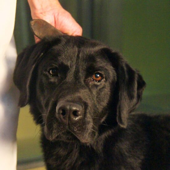 すがるような眼でこちらを見るJAKE(2010年・保護時)