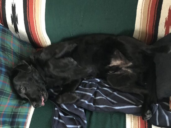 ソファでぐっすり眠るJAKE(K様のお宅で)