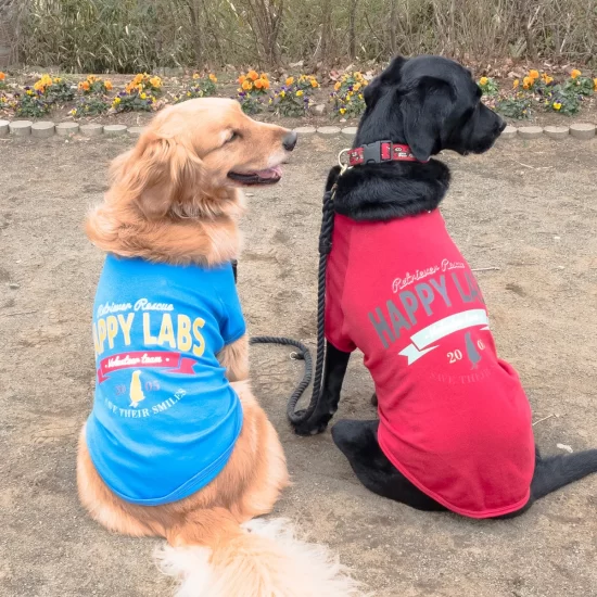 ハッピーラブズの犬服を着たゴールデンレトリーバーと黒ラブラドール