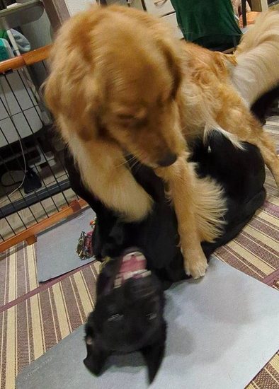 モミナの里親募集を開始しました
