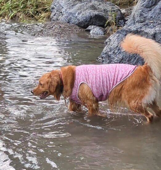 モミナ