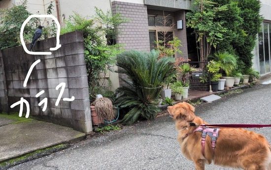 モミナの里親募集を開始しました
