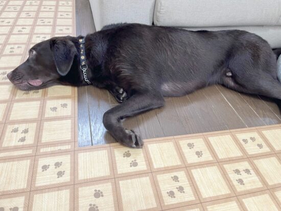 保護犬マロン