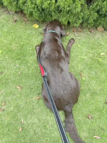 保護犬マロン