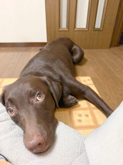 保護犬マロン