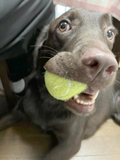 保護犬マロン