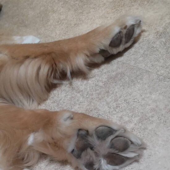 ナナの肉球