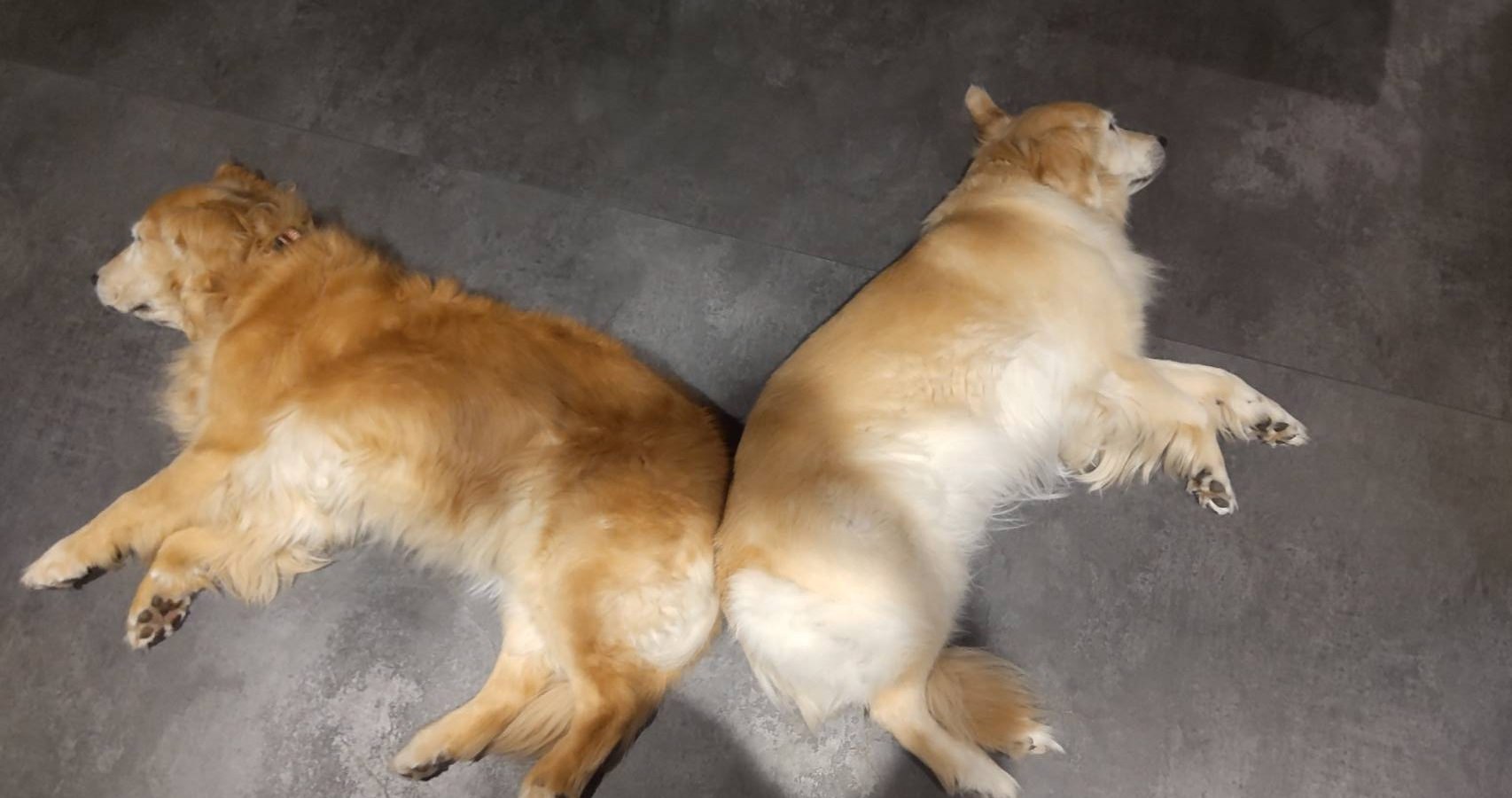 仲間とそっくりの格好で寝るナナ