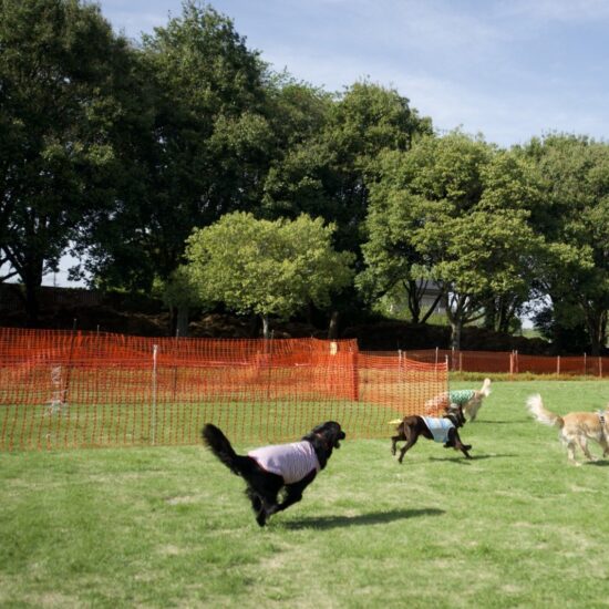 ドッグランを走る犬たち
